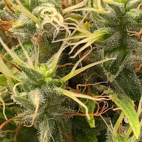 Joana #2 growlog timeline photo