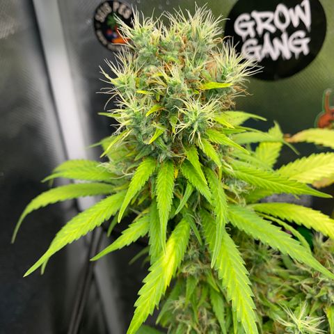 Joana #2 growlog timeline photo