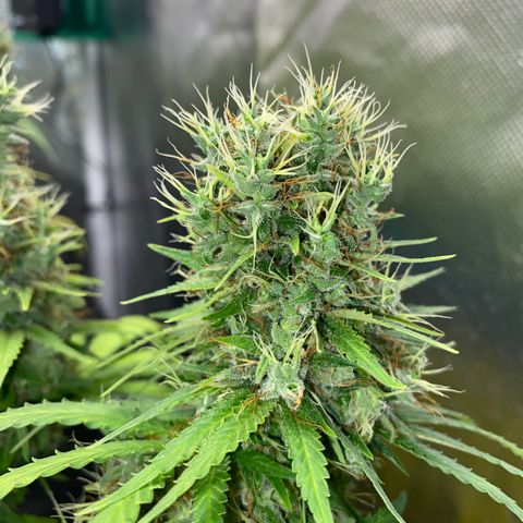 Joana #2 growlog timeline photo