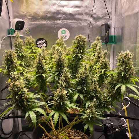 Maria #1 growlog timeline photo