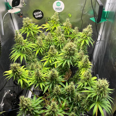 Maria #1 growlog timeline photo