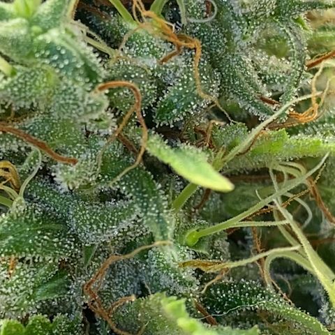 Maria #1 growlog timeline photo