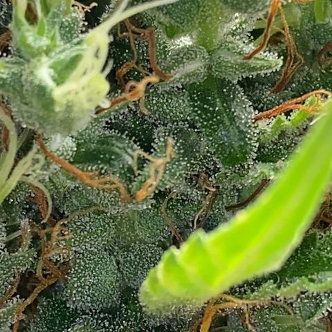 Maria #1 growlog timeline photo
