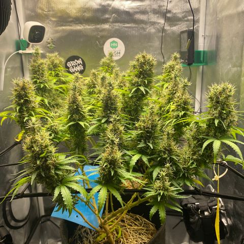 Joana #2 growlog timeline photo