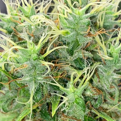 Joana #2 growlog timeline photo
