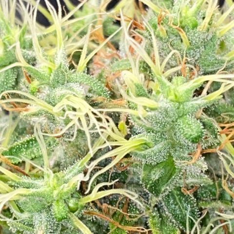 Joana #2 growlog timeline photo