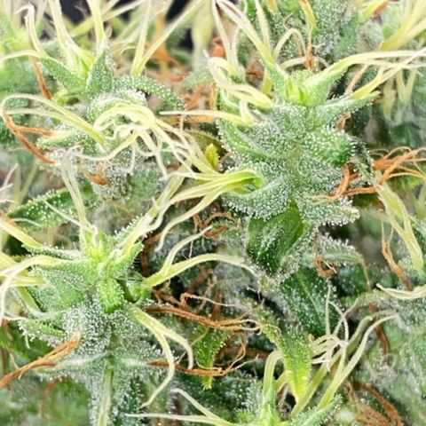 Joana #2 growlog timeline photo