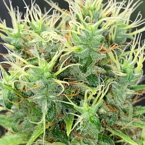 Joana #2 growlog timeline photo