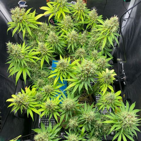 Joana #2 growlog timeline photo