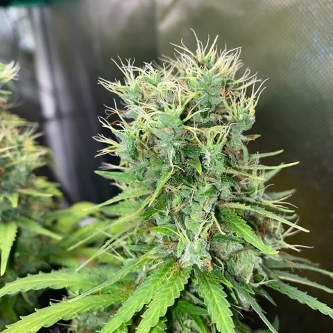 Joana #2 growlog timeline photo