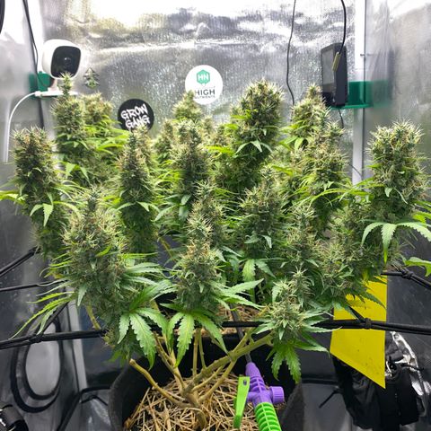 Joana #2 growlog timeline photo