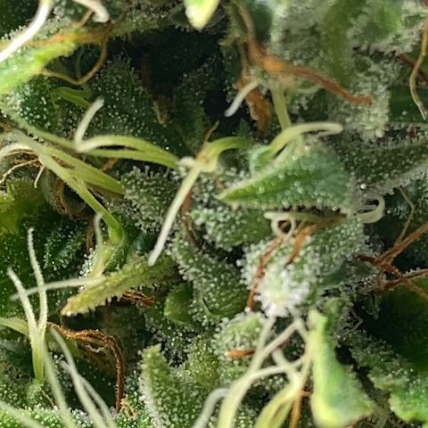 Joana #2 growlog timeline photo