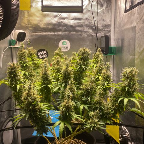 Maria #1 growlog timeline photo