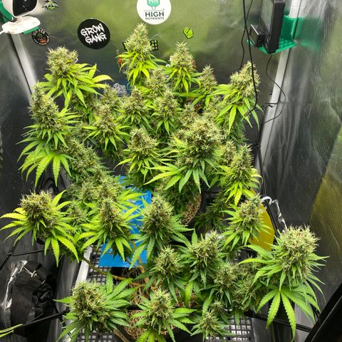 Maria #1 growlog timeline photo
