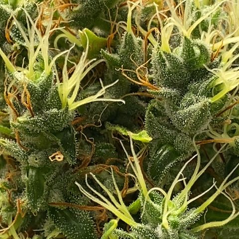Joana #2 growlog timeline photo