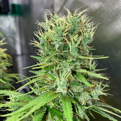 Joana #2 growlog timeline photo