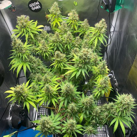 Joana #2 growlog timeline photo