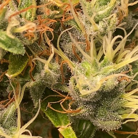 Joana #2 growlog timeline photo