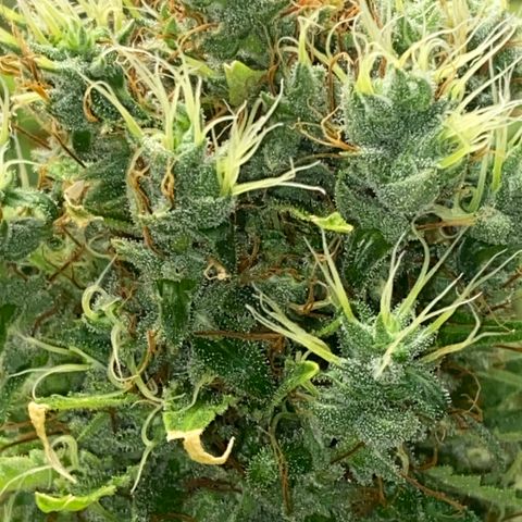 Joana #2 growlog timeline photo