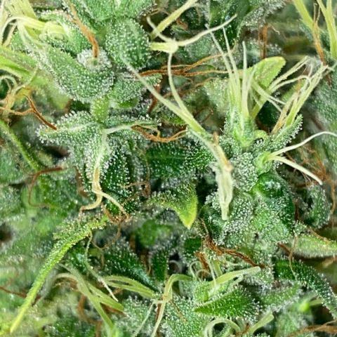 Joana #2 growlog timeline photo