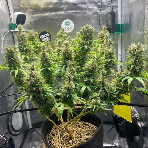 Joana #2 growlog timeline photo