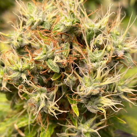 Joana #2 growlog timeline photo