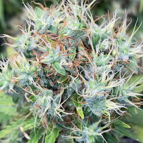 Joana #2 growlog timeline photo
