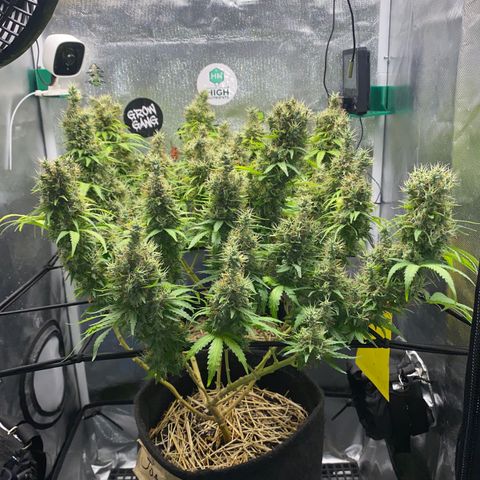 Joana #2 growlog timeline photo