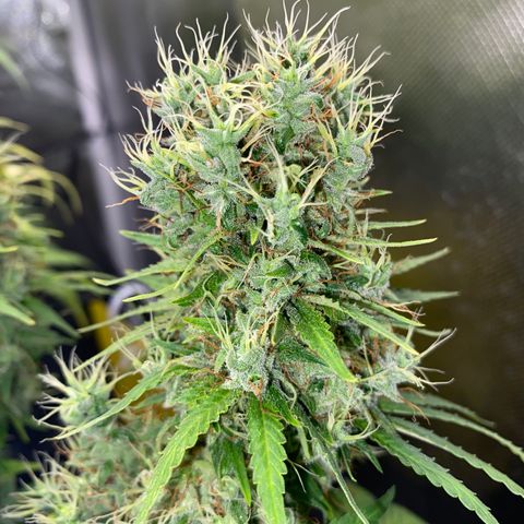 Joana #2 growlog timeline photo