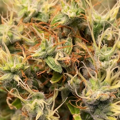 Joana #2 growlog timeline photo