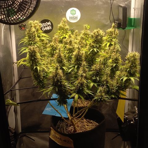 Joana #2 growlog timeline photo