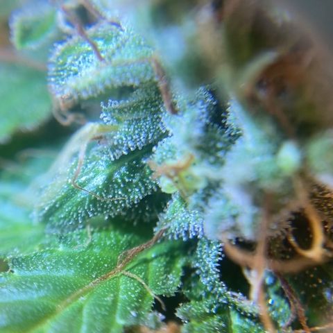 Joana #2 growlog timeline photo