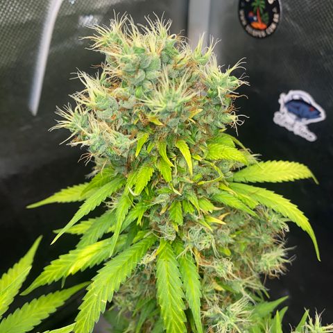 Joana #2 growlog timeline photo