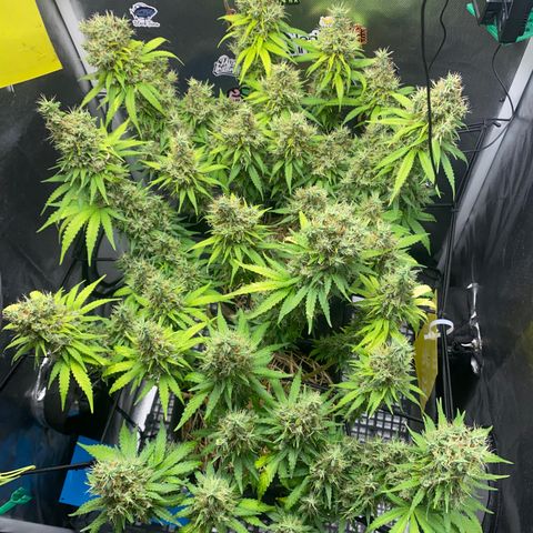 Joana #2 growlog timeline photo