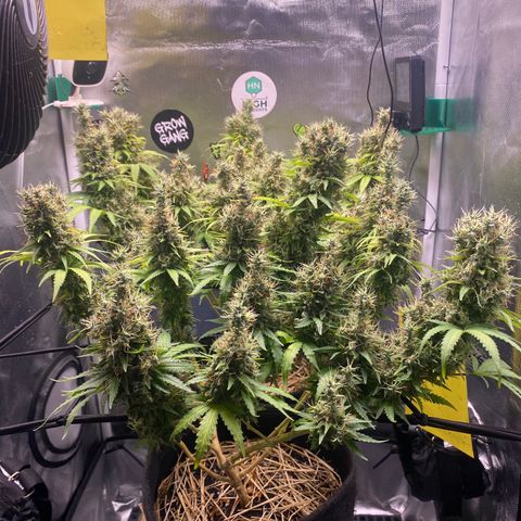 Joana #2 growlog timeline photo