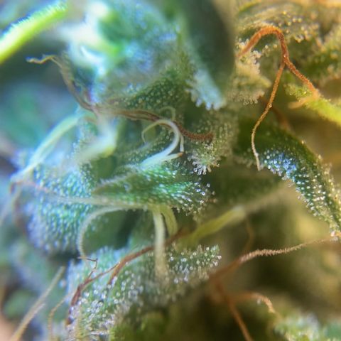 Joana #2 growlog timeline photo
