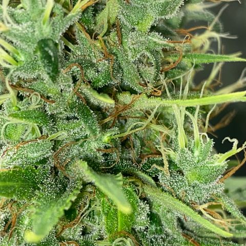 Joana #2 growlog timeline photo