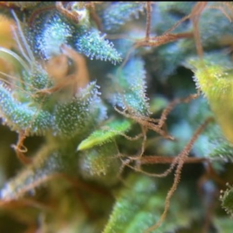 Joana #2 growlog timeline photo