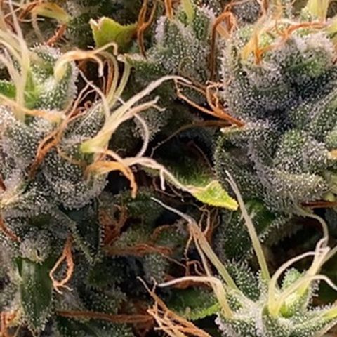 Joana #2 growlog timeline photo