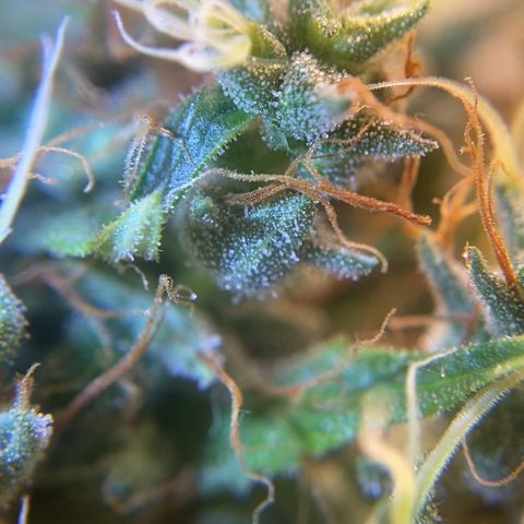 Joana #2 growlog timeline photo