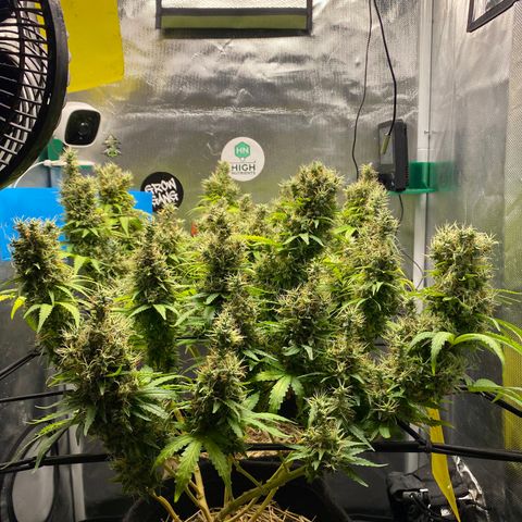 Joana #2 growlog timeline photo