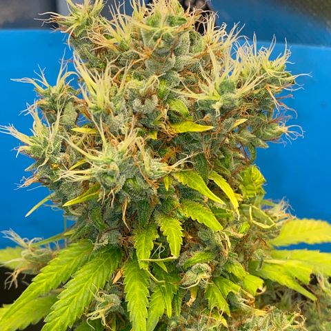 Joana #2 growlog timeline photo