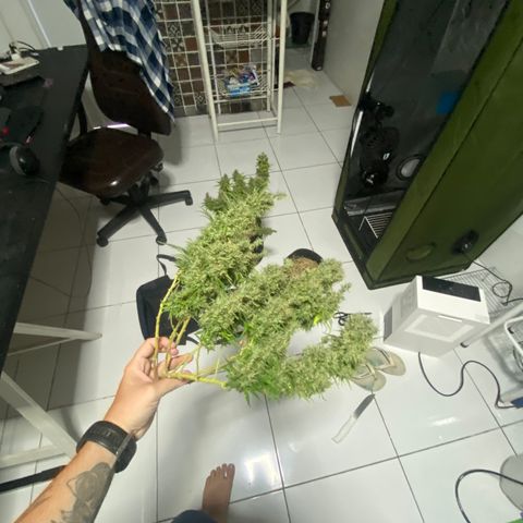 Joana #2 growlog timeline photo