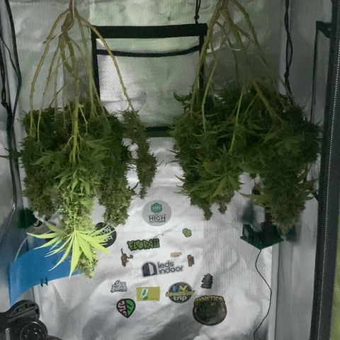 Joana #2 growlog timeline photo