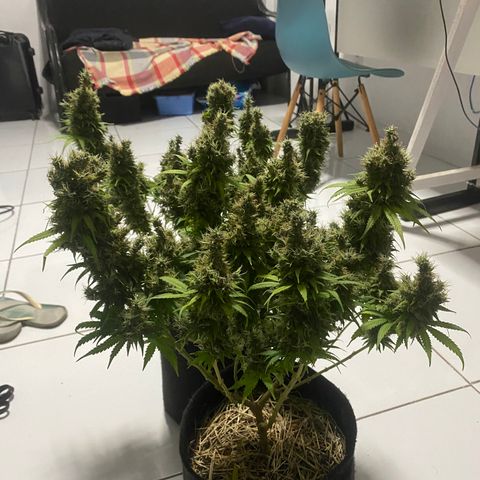Joana #2 growlog timeline photo