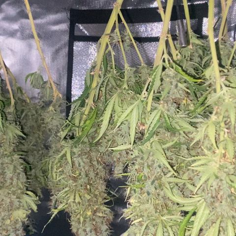Joana #2 growlog timeline photo