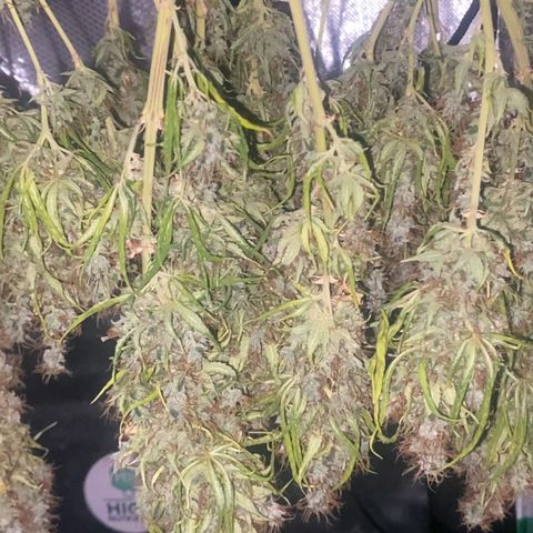 Joana #2 growlog timeline photo