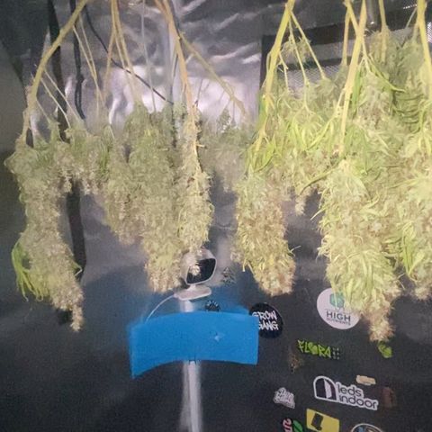 Joana #2 growlog timeline photo