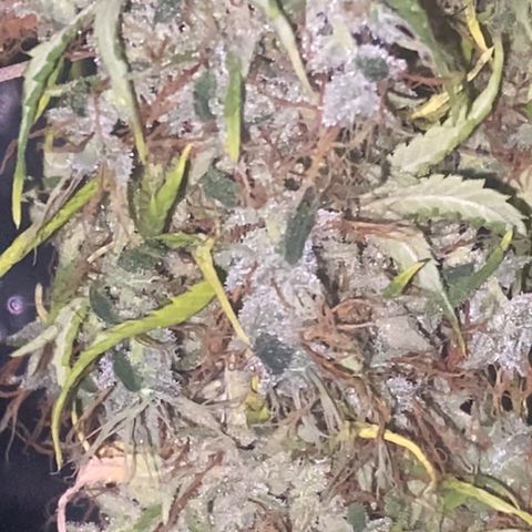 Joana #2 growlog timeline photo