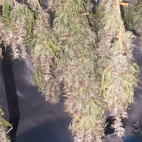 Joana #2 growlog timeline photo